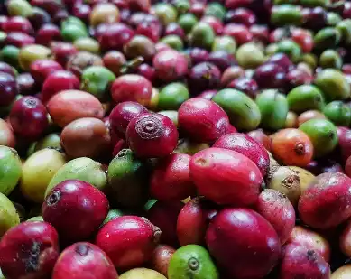 Caffeic acid powder Caffeic acid powder