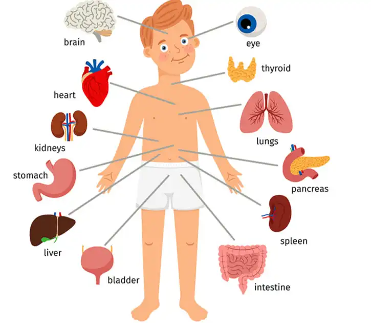 Caffeic acid powder Caffeic acid powder