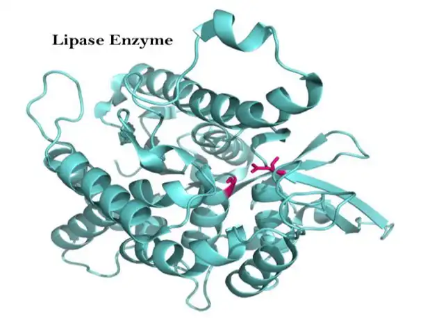 Lipase Enzyme Powder