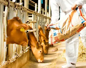 Canthaxanthin powder Canthaxanthin powder