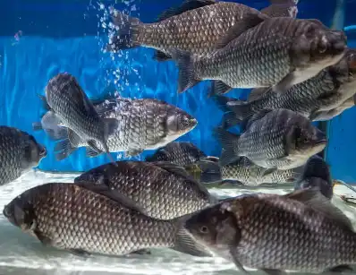 Canthaxanthin powder Canthaxanthin powder