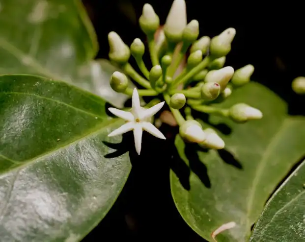 Muira Puama Extract Powder Muira Puama Extract Powder