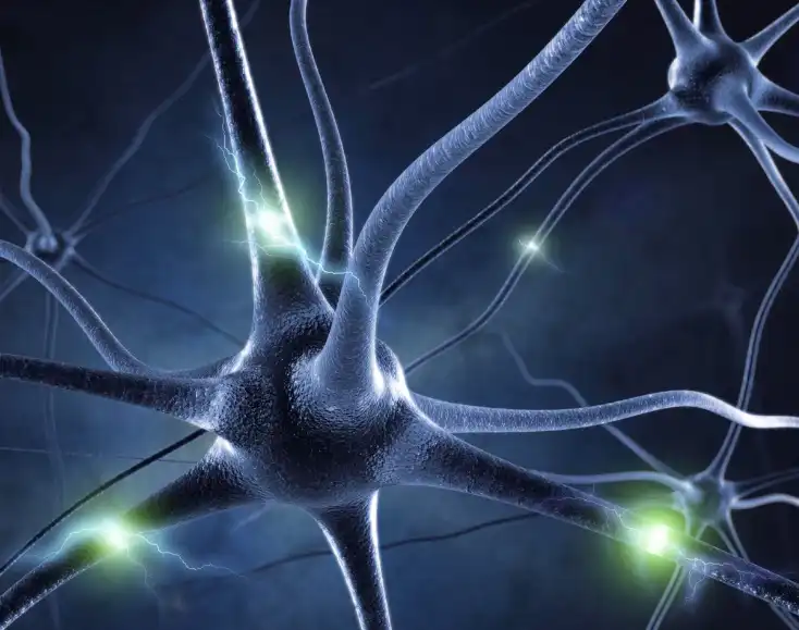 Muira Puama Extract Powder Muira Puama Extract Powder