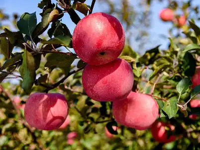 Apple Cider Vinegar Powder Apple Cider Vinegar Powder