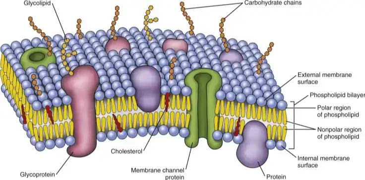 Phytosphingosine