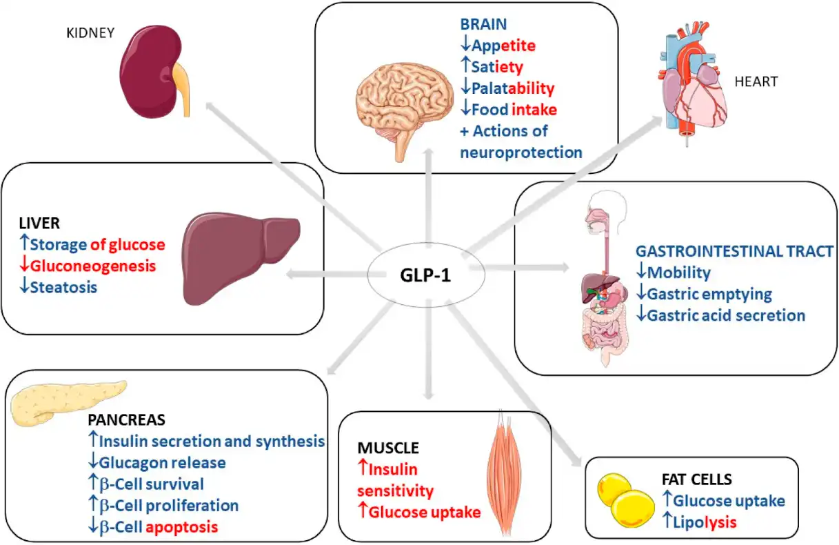 Semaglutide Powder Semaglutide Powder