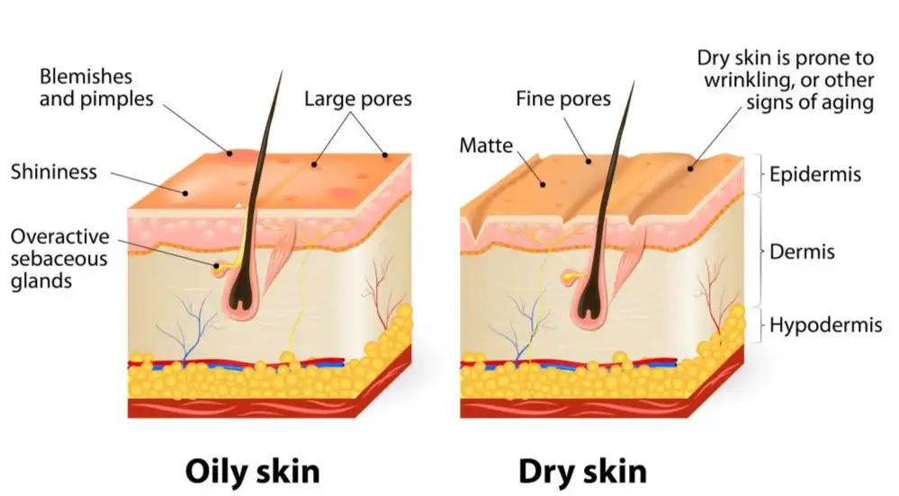Phenylethyl Resorcinol Phenylethyl Resorcinol