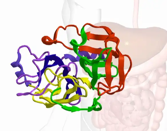 Chymotrypsin Powder