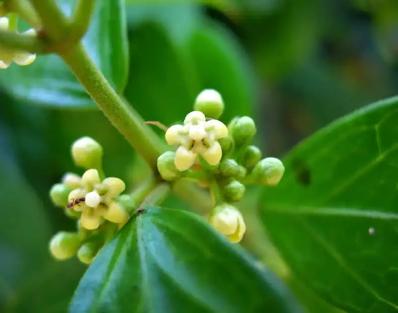 Gymnema Extract Powder