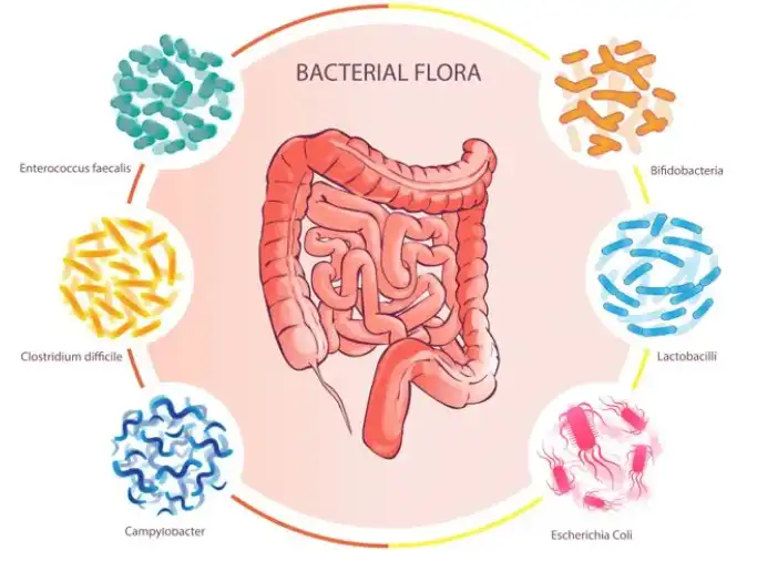Probiotics Probiotics