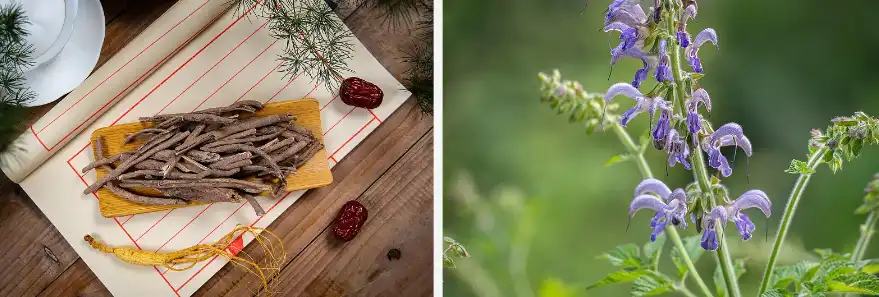 Red Root Extract Red Root Extract