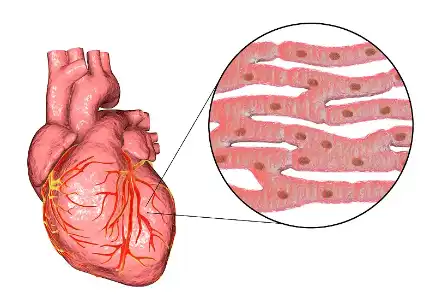 Red Root Extract Red Root Extract