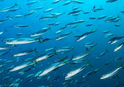 Fish Collagen Peptide Fish Collagen Peptide