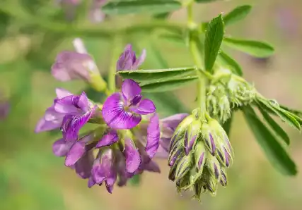 Alfalfa Extract Powder Alfalfa Extract Powder