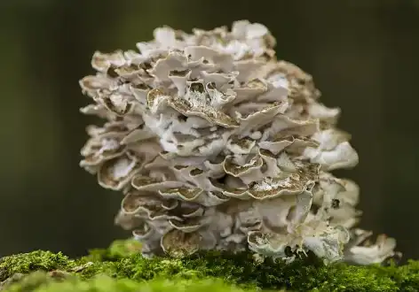 Maitake Mushroom Extract Powder