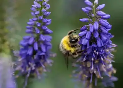 Scutellaria Baicalensis Extract Powder Scutellaria Baicalensis Extract Powder