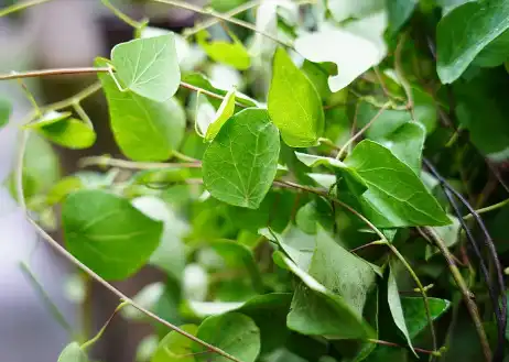 Cepharanthine Powder Cepharanthine Powder