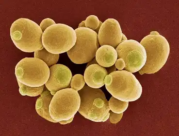 Chromium Enriched Yeast