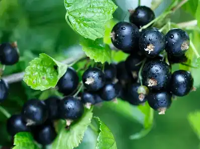Black Currant Fruit Powder Black Currant Fruit Powder