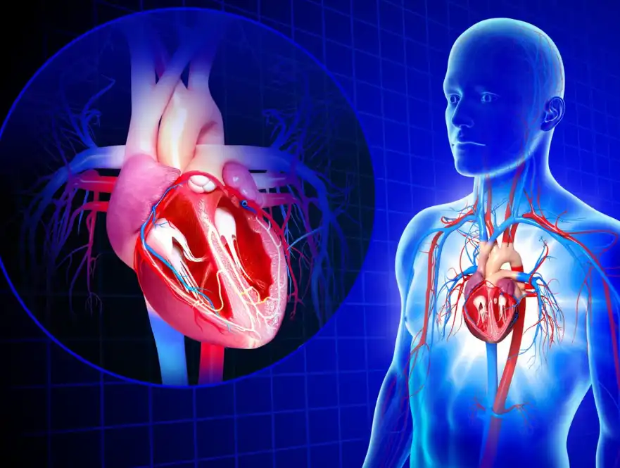 cryptotanshinone powder cryptotanshinone powder