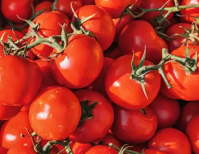 Bulk Freeze Ddried Tomato Powder Bulk Freeze Ddried Tomato Powder