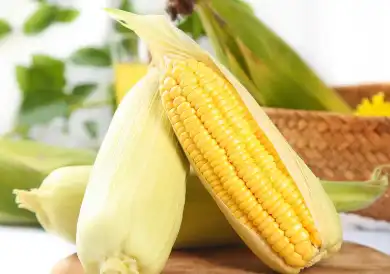 Zein Powder Zein Powder