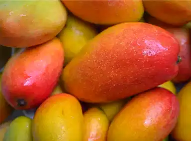 Wild Mango Extract Wild Mango Extract