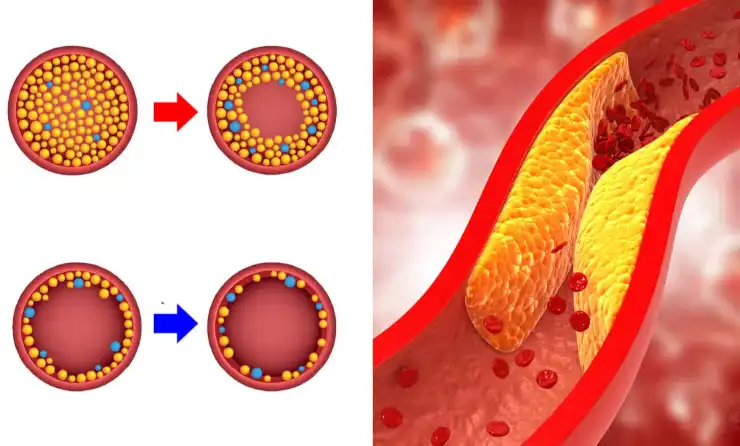 Wild Mango Extract Wild Mango Extract