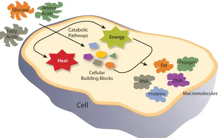 Tetrahydropiperine powder Tetrahydropiperine powder