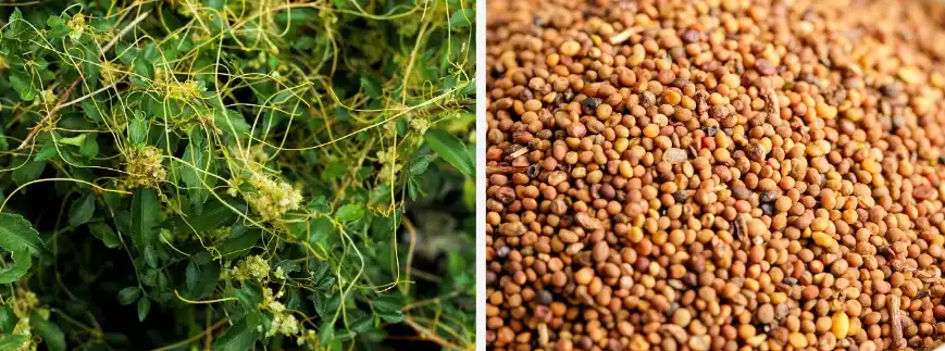 Dodder Seed Extract Powder Dodder Seed Extract Powder