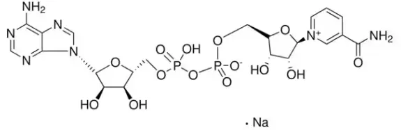 Nicotinamide Adenine Dinucleotide Nicotinamide Adenine Dinucleotide