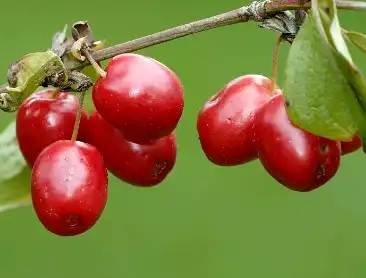 Cornus Officinalis Extract