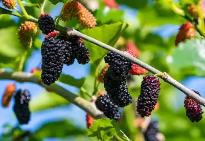 mulberry juice SD powder