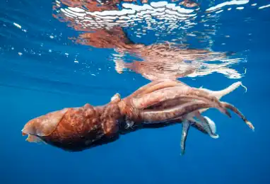 Bulk Squid Powder Bulk Squid Powder