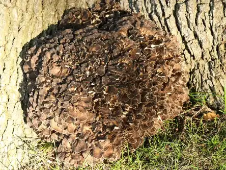 Maitake Polysaccharides