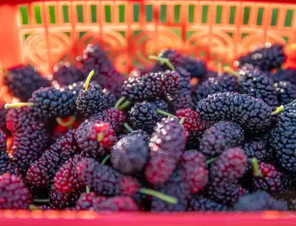 Mulberry Juice SD Powder