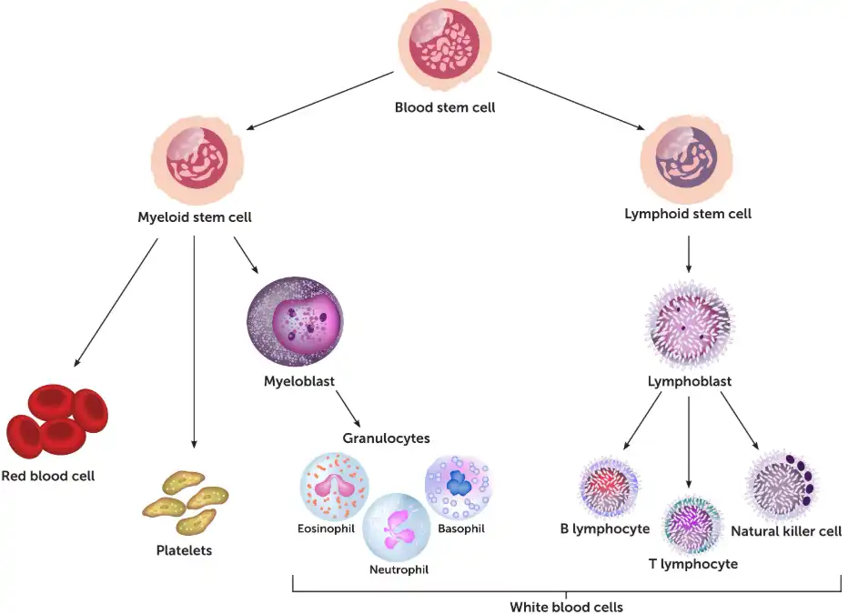 Mulberry Juice SD Powder Mulberry Juice SD Powder