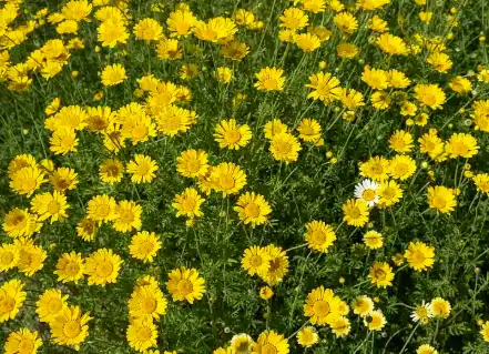 Wild Chrysanthemum Extract Wild Chrysanthemum Extract