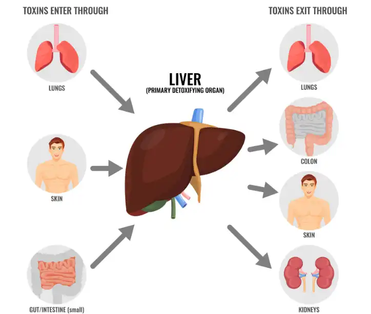 Liposomal Glutathione Bulk Liposomal Glutathione Bulk