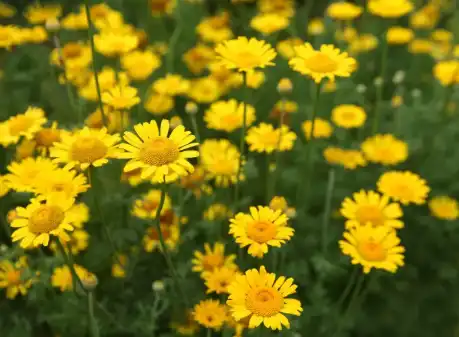 Wild Chrysanthemum Extract