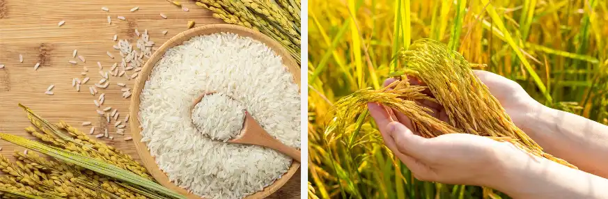 rice protein