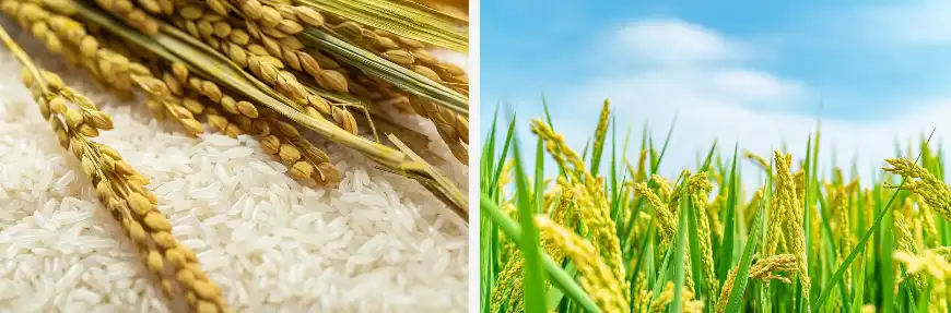 rice protein powder rice protein powder