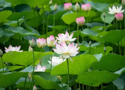 Pure Nuciferine Pure Nuciferine