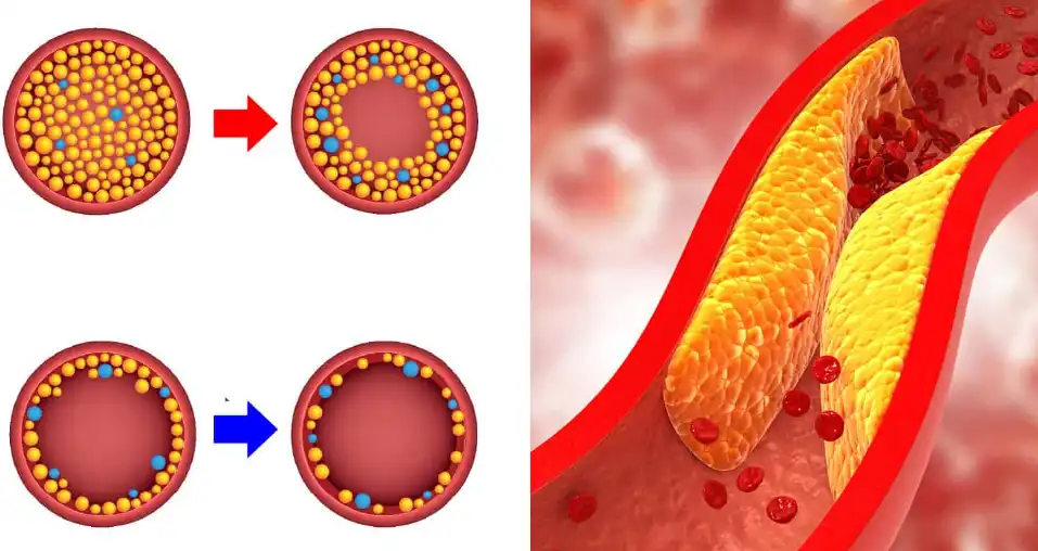 Pure Nuciferine Pure Nuciferine