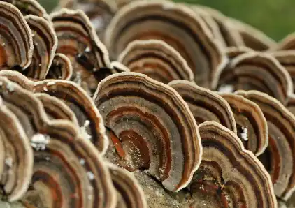 Yunzhi extract
