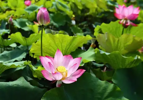 pure nuciferine pure nuciferine