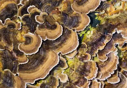 Yunzhi Extract Yunzhi Extract