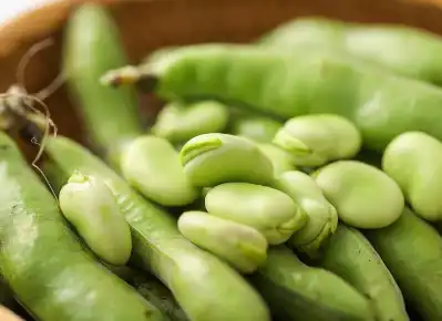 Faba Bean Starch