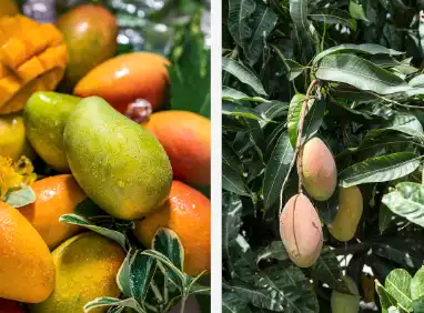 Wild Mango Extract