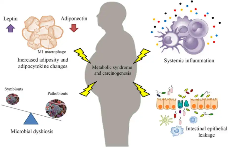 Wild Mango Extract Wild Mango Extract